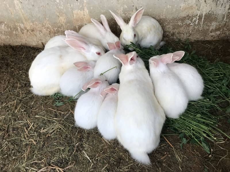 Rabbits For sell 1