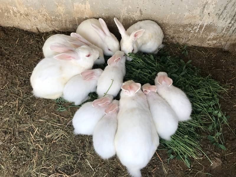 Rabbits For sell 2