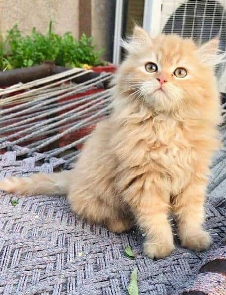 Cash On Delivery Persian Cat Babies Or Persian Kittens Available 1