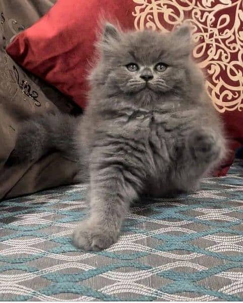 Cash On Delivery Persian Cat Babies Or Persian Kittens Available 2