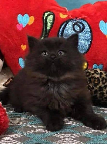 Cash On Delivery Persian Cat Babies Or Persian Kittens Available 3