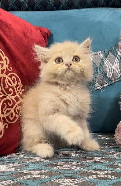 Cash On Delivery Persian Cat Babies Or Persian Kittens Available 4