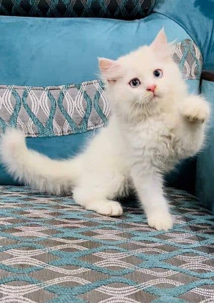 Cash On Delivery Persian Cat Babies Or Persian Kittens Available 5