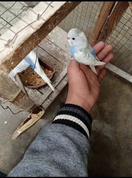 Fully tamed Australian Budgies parrots good quality breeders 3