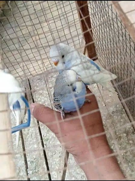 Fully tamed Australian Budgies parrots good quality breeders 4