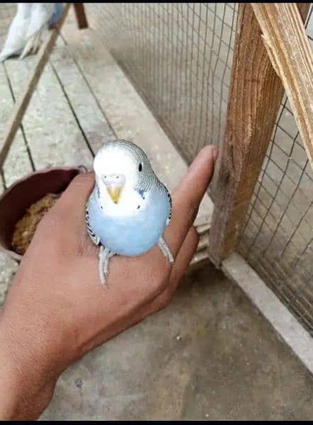 Fully tamed Australian Budgies parrots good quality breeders 5