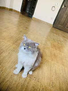 persian cat white and grey