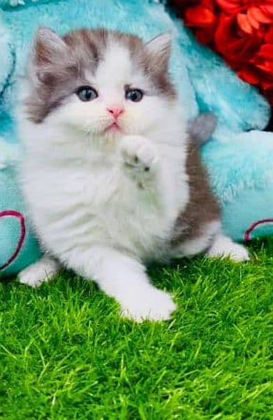 Cash On Delivery Persian Cat Babies Or Persian Kittens Available 2