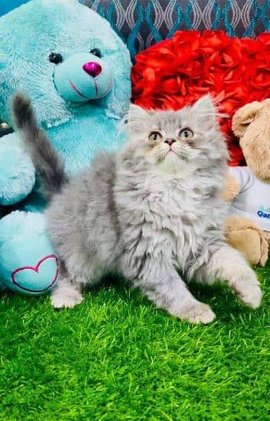 Cash On Delivery Persian Cat Babies Or Persian Kittens Available 3