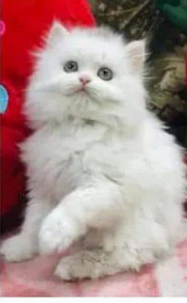 Cash On Delivery Persian Cat Babies Or Persian Kittens Available 5