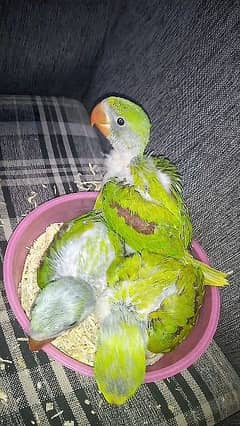 Talikng Parrots