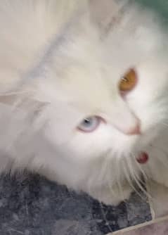 odd eyes Persian cat