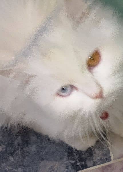 odd eyes Persian cat 0