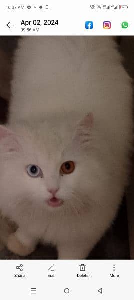 odd eyes Persian cat 1