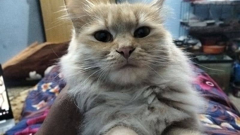 Persian kitten@kitten@female@Perisan cat@Cat@Perisan cat@male cat@Caf 0