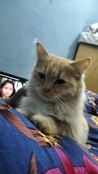 Persian kitten@kitten@female@Perisan cat@Cat@Perisan cat@male cat@Caf 4