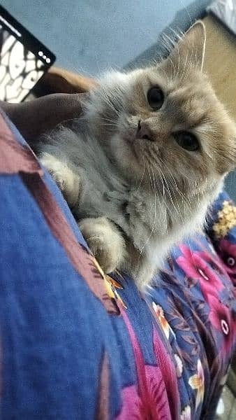 Persian kitten@kitten@female@Perisan cat@Cat@Perisan cat@male cat@Caf 5