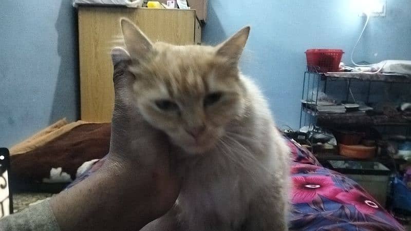 Persian kitten@kitten@female@Perisan cat@Cat@Perisan cat@male cat@Caf 8