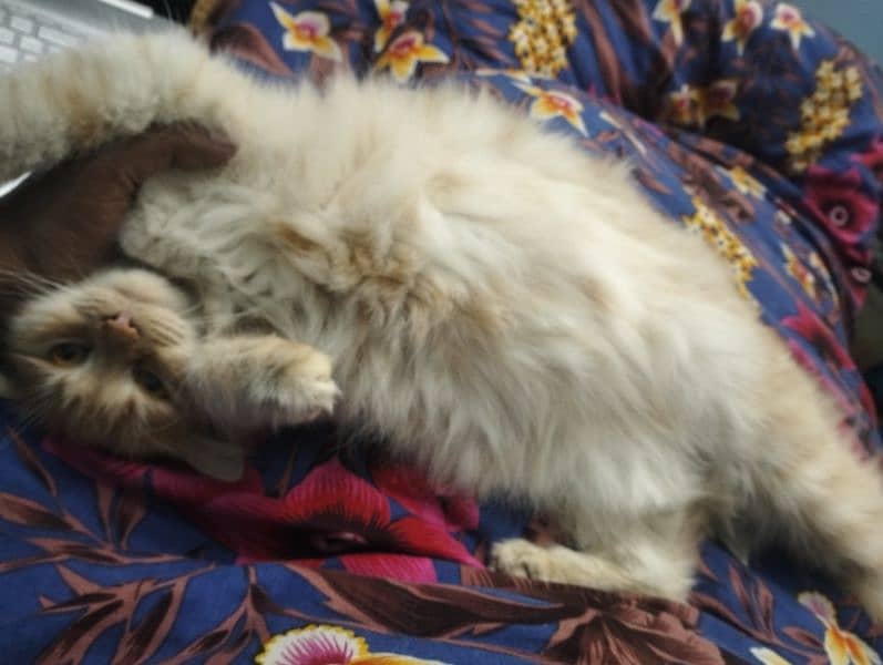 Persian kitten@kitten@female@Perisan cat@Cat@Perisan cat@male cat@Caf 10