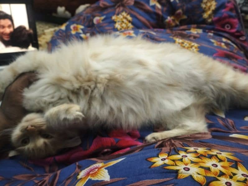 Persian kitten@kitten@female@Perisan cat@Cat@Perisan cat@male cat@Caf 11