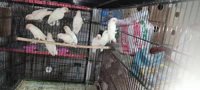 albino red eye with DNA available 03128935987