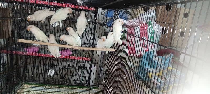 albino red eye with DNA available 03128935987 0