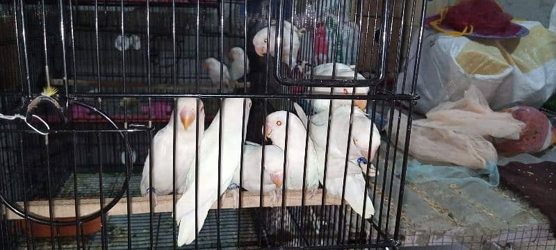 albino red eye with DNA available 03128935987 1