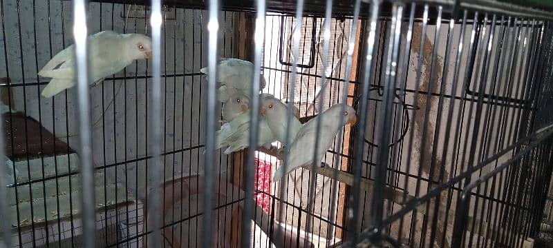 albino red eye with DNA available 03128935987 2