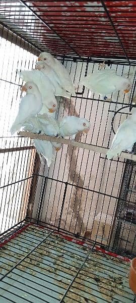 albino red eye with DNA available 03128935987 3