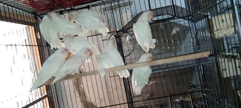 albino red eye with DNA available 03128935987 4