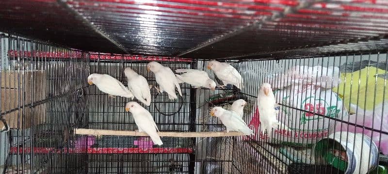 albino red eye with DNA available 03128935987 5