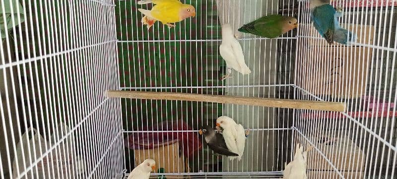 albino red eye with DNA available 03128935987 10