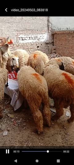 chatra or Bakra for sale
