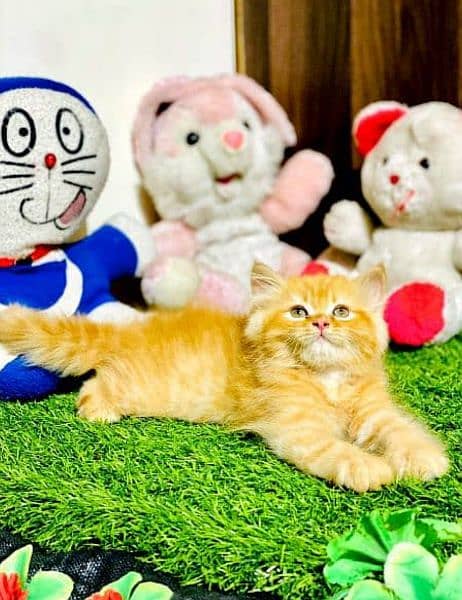 Cash On Delivery Persian Cat Babies Or Persian Kittens Available 1