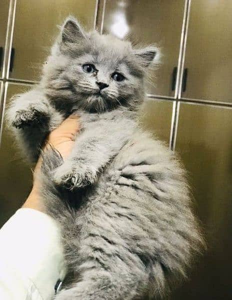 Cash On Delivery Persian Cat Babies Or Persian Kittens Available 2