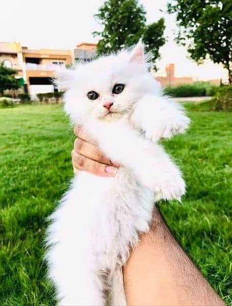 Cash On Delivery Persian Cat Babies Or Persian Kittens Available 3