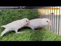 Albino split ino pair