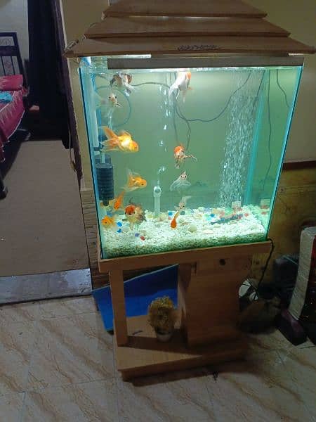 Complete aquarium with fish 1