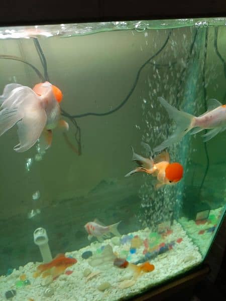 Complete aquarium with fish 2