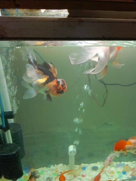 Complete aquarium with fish 3