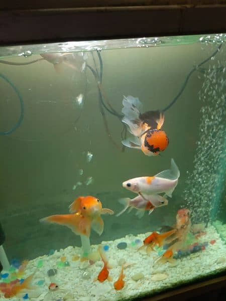 Complete aquarium with fish 5