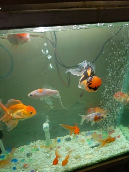 Complete aquarium with fish 6