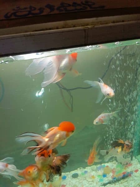 Complete aquarium with fish 7