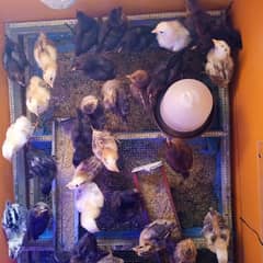 Desi chicks 20 day old healthy active