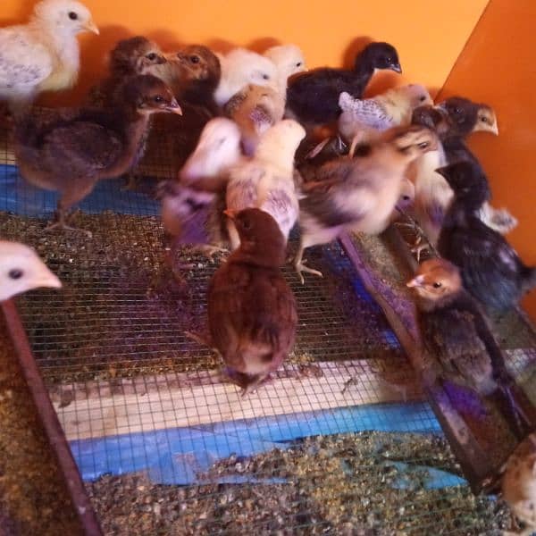 Desi chicks 20 day old healthy active 1