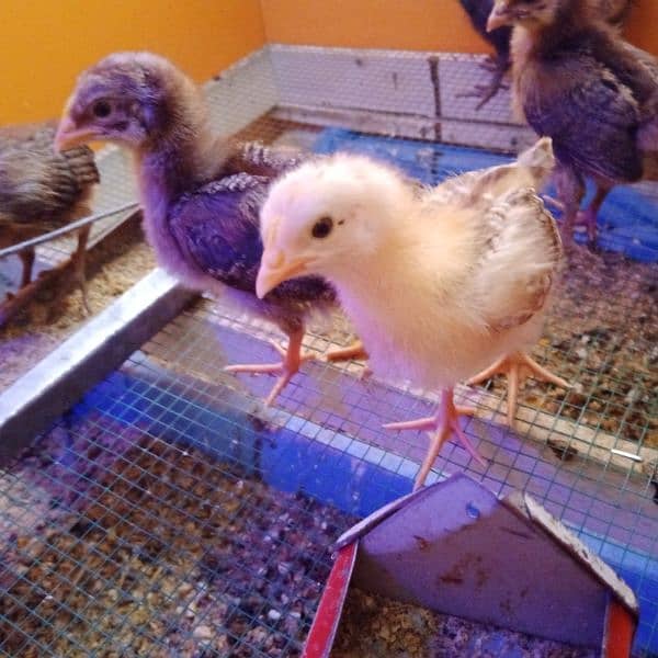 Desi chicks 20 day old healthy active 2
