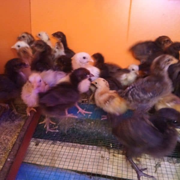 Desi chicks 20 day old healthy active 3