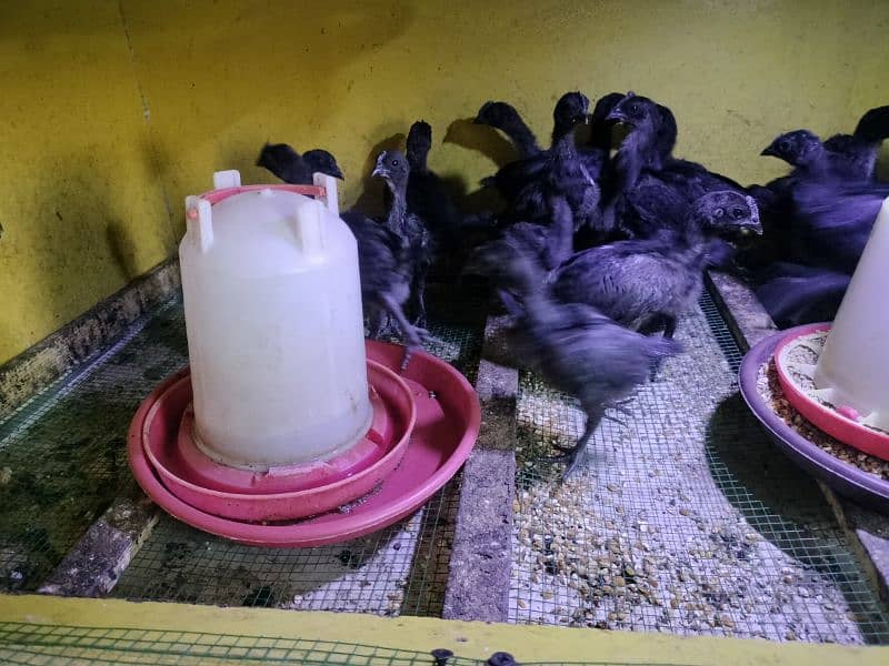 Ayam cemani chicks  And egg 1