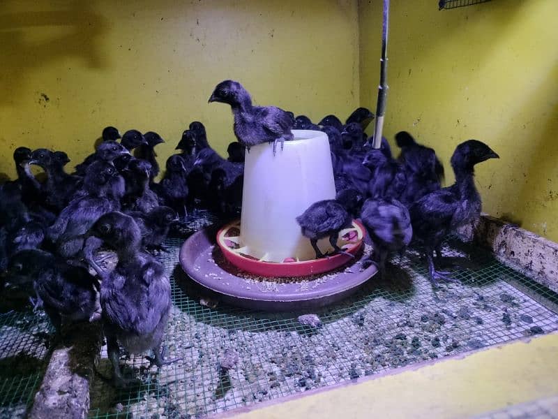 Ayam cemani chicks  And egg 2