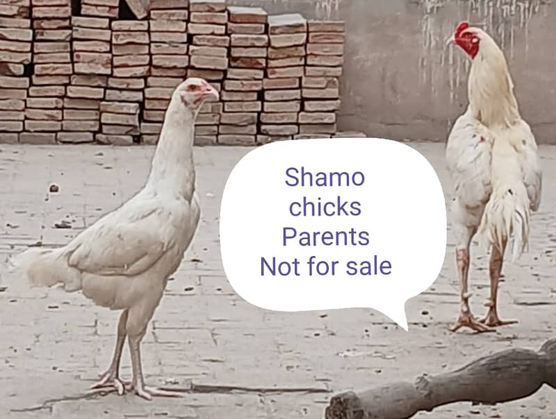 4 Heera Shamo Chicks, 1 Heera and 1 Lakha Patha, 2 Brahma Heavy Chicks 15